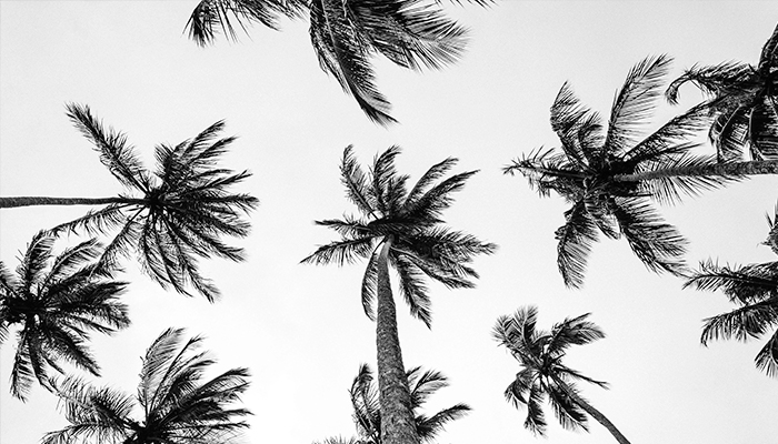 Palmeras