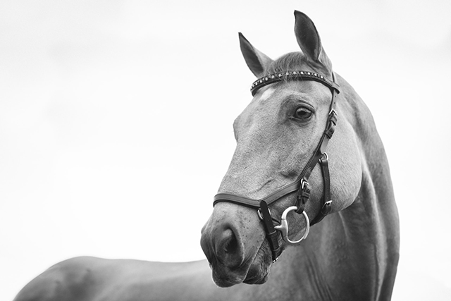 Imagen de un caballo